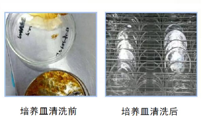 洗瓶机清洗培养皿前后对比